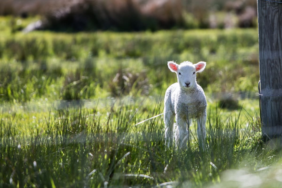 Jednapadesátiletý střihač v únoru ubil ovci k smrti.