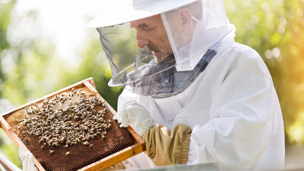 Včelaři očekávají slabou sezónu. (Ilustrační foto)