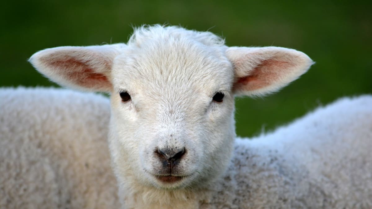 Nový Zéland se pyšní nejvyšší hustotou ovcí na světě.