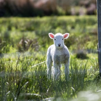 Jednapadesátiletý střihač v únoru ubil ovci k smrti.