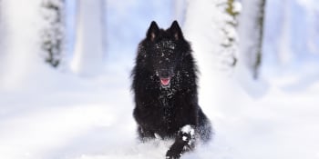První psí plemena se objevila již v době ledové, tvrdí nová studie