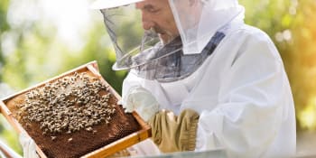Českého medu bude nedostatek. Včelaři zažívají jednu z nejhorších sezón za desítky let