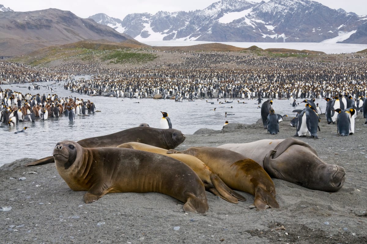 Obří kra odtržená od Antarktidy by mohla ohrozit tučňáky a tuleně. 