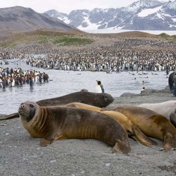 Tučňáci a tuleni v ohrožení
