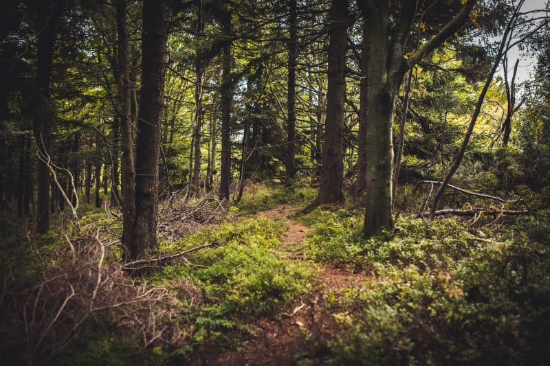 Lesní pěšina, kam si návštěvníci z frekventované cesty chodí odskočit