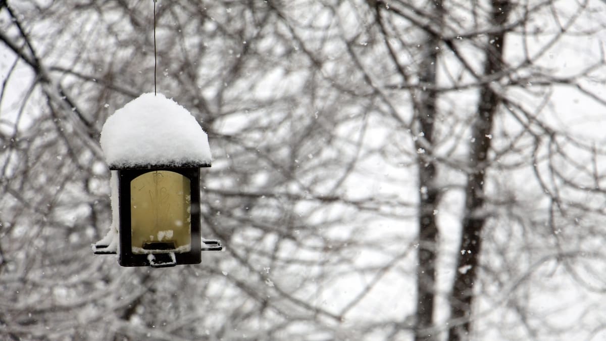 Krmítka jsou v zimě frekventovaná - ptáci si mezi sebou řeknou, kde hledat potravu.