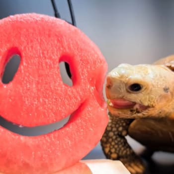 Želvák Rocky a jeho mlaskající videa se těší oblibě.