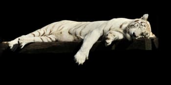 VIDEO: Bílí tygři jsou anomálie, s jejich chovem končíme, říká po smrti posledního samce liberecká zoo 