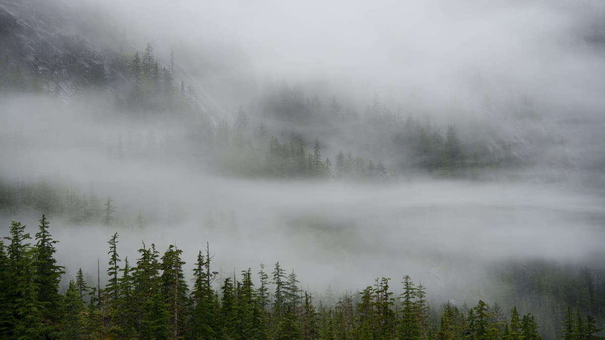 Mlha nad lesem
