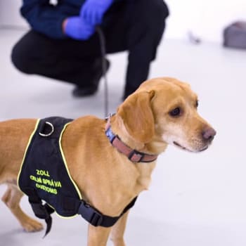 Psi, které celníci vybrali pro výcvik pro identifikaci osob pozitivních na covid, už mají zkušenosti například s pátráním po drogách, zbraních nebo penězích. 
