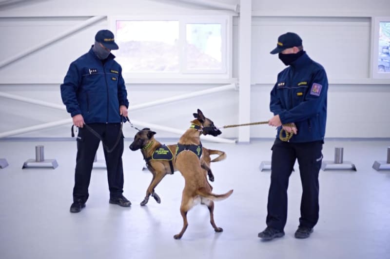 Celní správa se chystá do boje s koronavirem nasadit cvičené psy, kteří poznají nakažené osoby. 