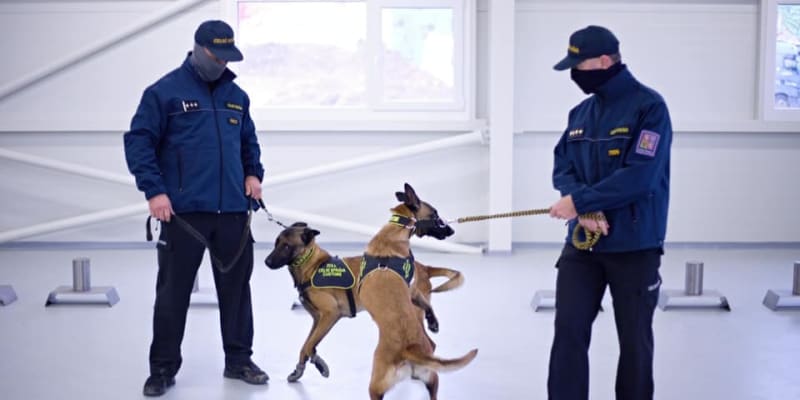 Celní správa se chystá do boje s koronavirem nasadit cvičené psy, kteří poznají nakažené osoby. 