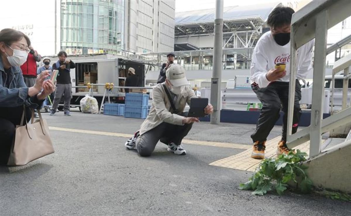 Lidé si v Ósace chodili fotografovat ředkev vzdorující asfaltu. (foto: Twitter/wrathofgnon)