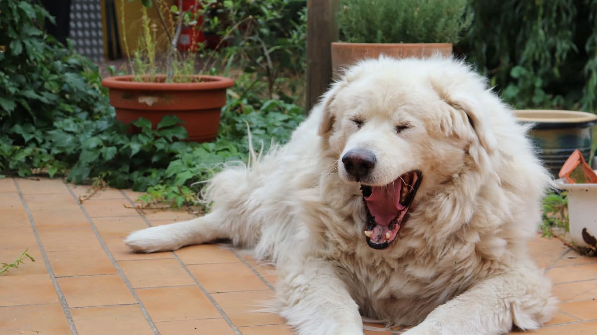 Pes reaguje na zívání svého pána více než na zívání cizích. 
