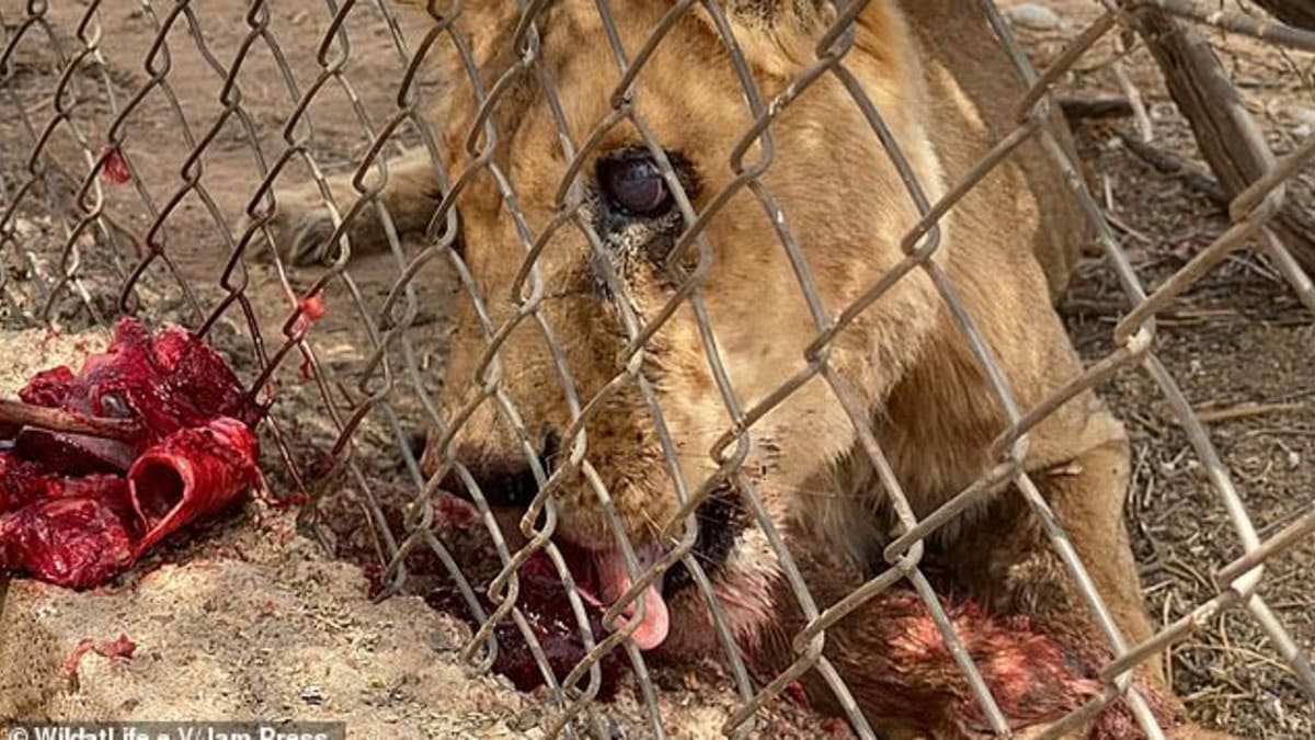Jedna ze čtyř zachráněných lvic je zcela slepá. Zdroj: WildAtLife 