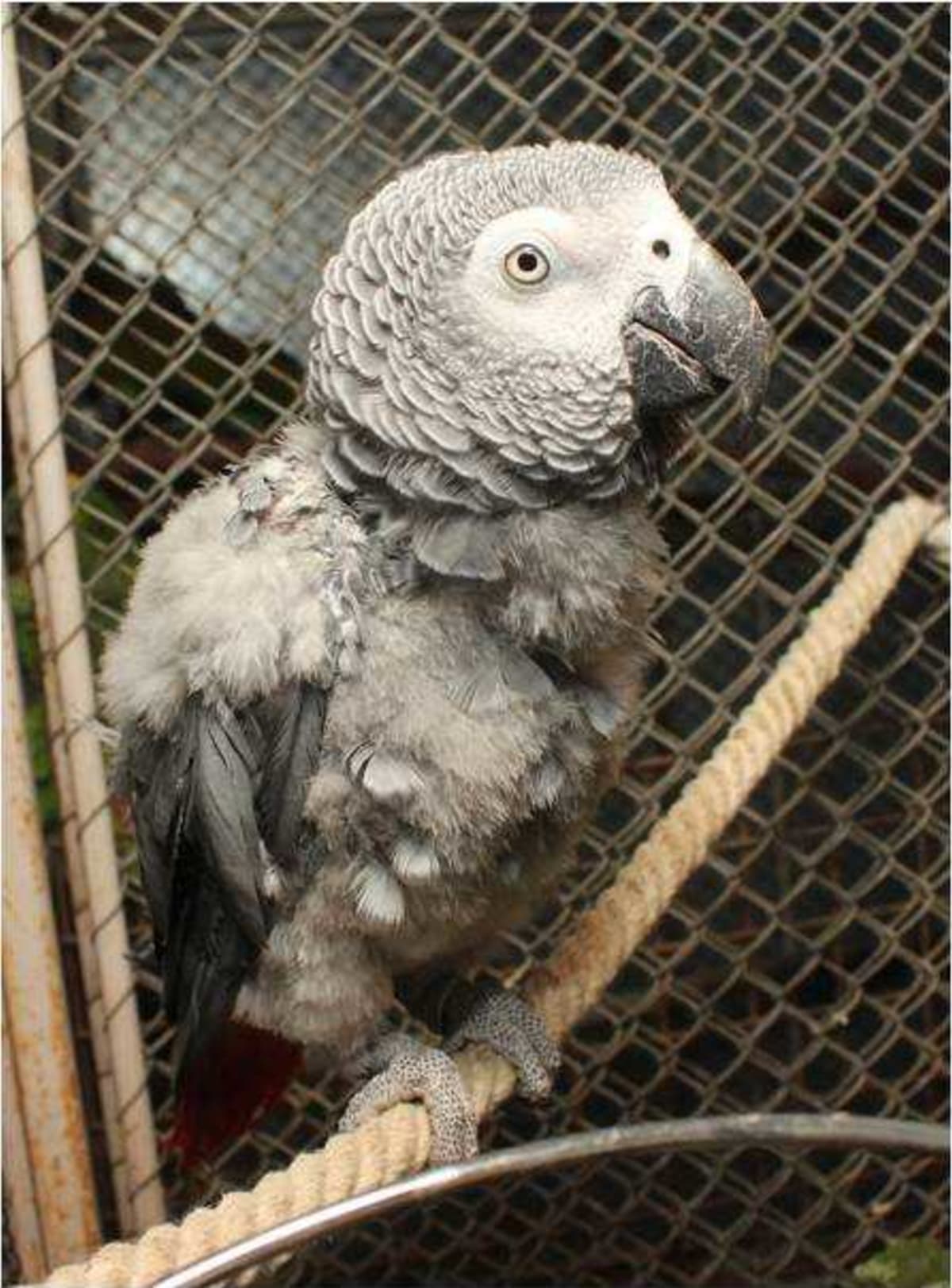 Papouška spolek převzal ve špatném zdravotním stavu, jeho léčba poškozených vnitřních orgánů trvala asi rok, poté následovala doživotní dieta a pravidelné veterinární vyšetření krve z důvodu poškozených jater a částečně i ledvin. Je trvale na dietním pr...