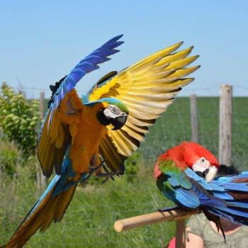 Papoušci pohyb k životu potřebují. Jeho nedostatek se může negativně odrazit na jejich zdraví. foto: Společnost Laguna