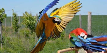 Chovatelé papoušků vzkazují senátorům: Pták má křídla, aby létal, nezakazujte jim to