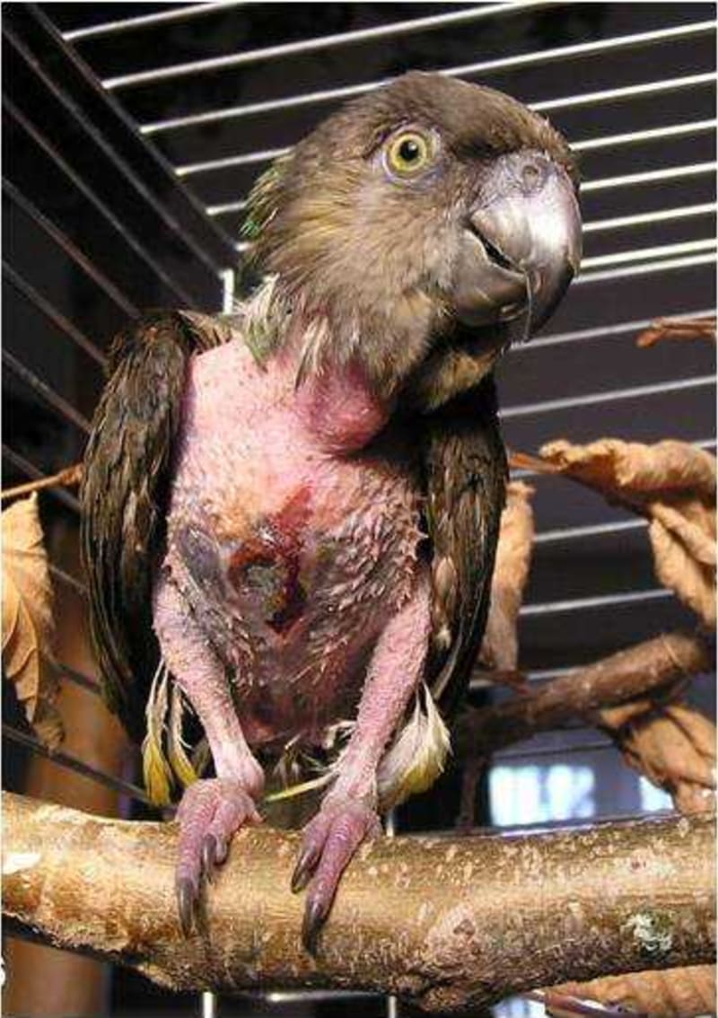 Papouška senegalského si zakoupili majitelé v obchodě se zvířaty, obdrželi nevhodnou krmnou směs a postupně došlo z důvodu nevhodného krmení k zatučnění jater a následně k sebepoškozování z důvodu špatného zdravotního stavu. foto: Společnost Laguna