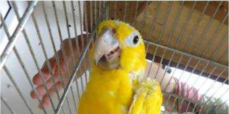 Léčba trvala 9 měsíců, pak se papoušek zapeřil. foto: Společnost Laguna