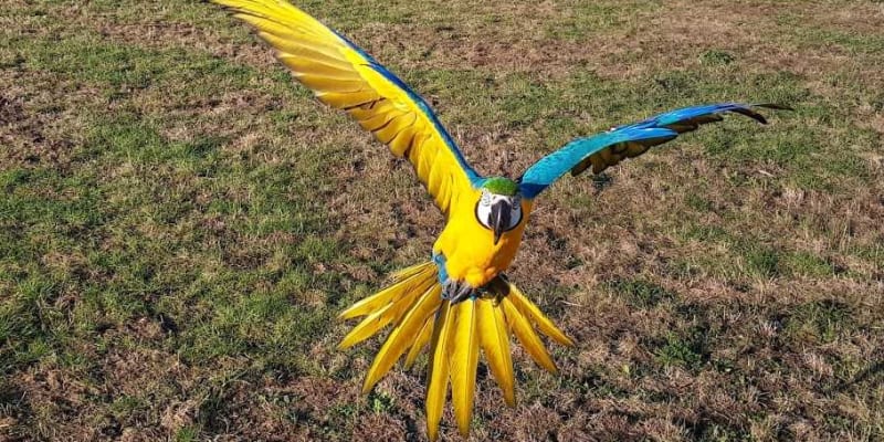 Chovatelé velkých papoušků chtějí výjimku pro volný let papoušků. foto: Společnost Laguna