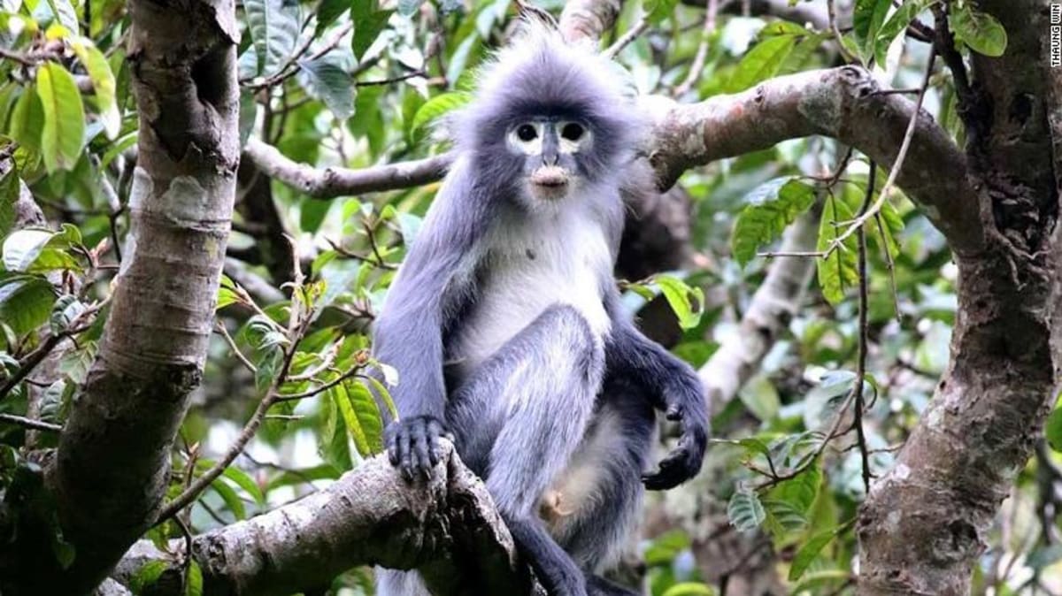 Nový druh opic langur Popa se vyznačuje výraznými kruhy kolem očí.