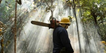 Ničení pralesů pokračuje. Brazílie znovu urychlila odlesňování Amazonie