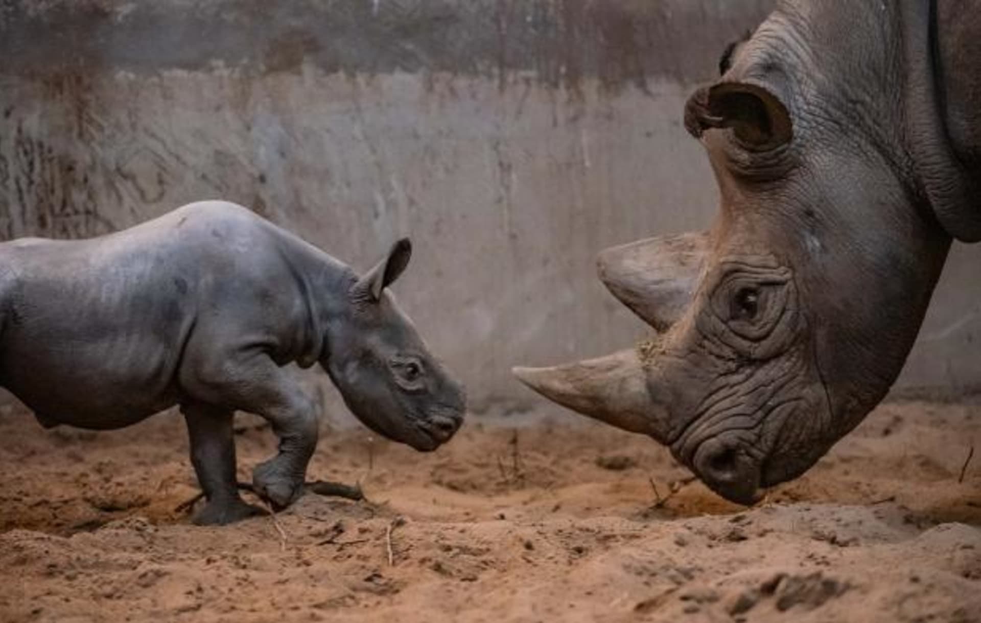 V britské zoo se narodilo mládě vzácného černého nosorožce. Foto: Chester Zoo