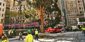 Newyorčané už mají svůj vánoční strom. V Rockefellerově centru stojí 23 metrů vysoký smrk