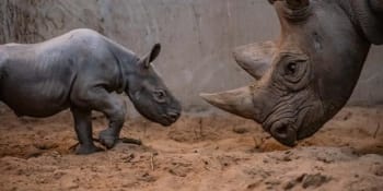 V britské zoo se narodilo mládě vzácného černého nosorožce. Jméno vyberou návštěvníci