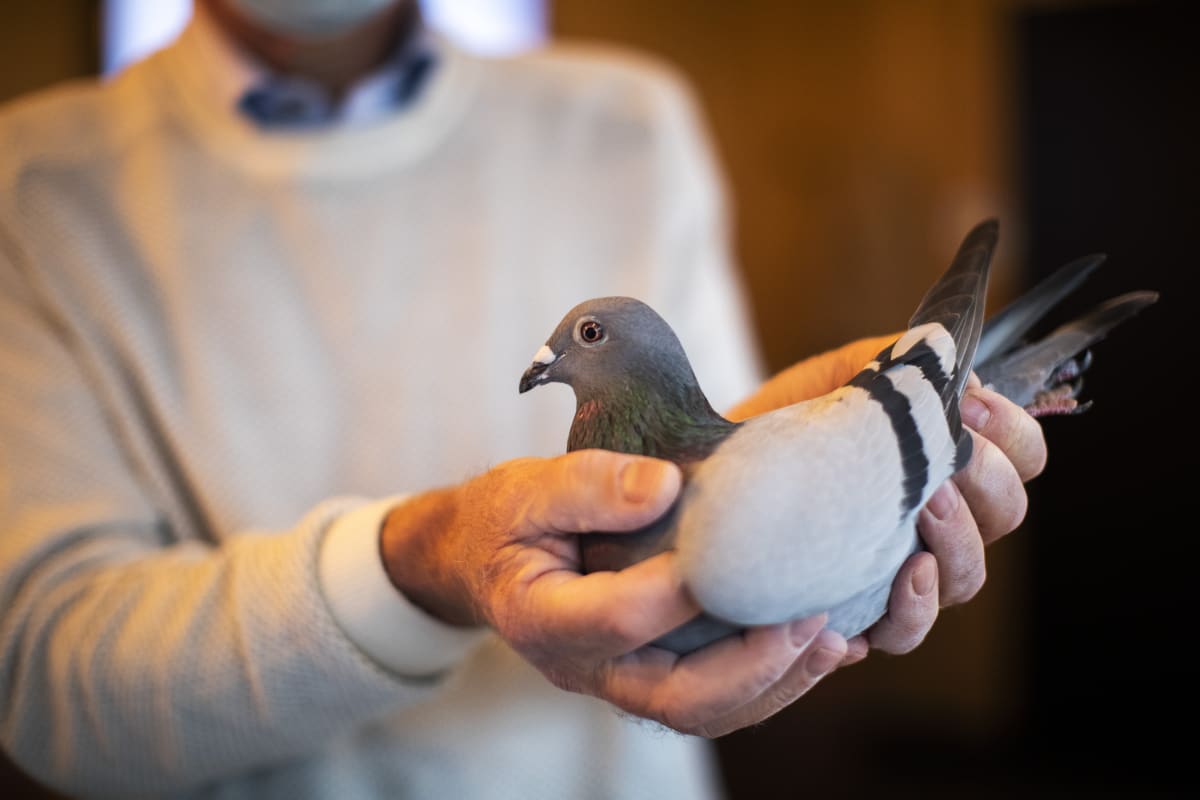 Carlo Gyselbrecht z aukční síně Pipa ukazuje dvouletou poštovní holubici New Kim, která překonala dražební rekord.