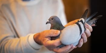 Čínský kupec zaplatil za poštovní holubici rekordní částku 42 milionů korun