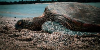 Mexická organizace vypustila do moře rekordní počet želv