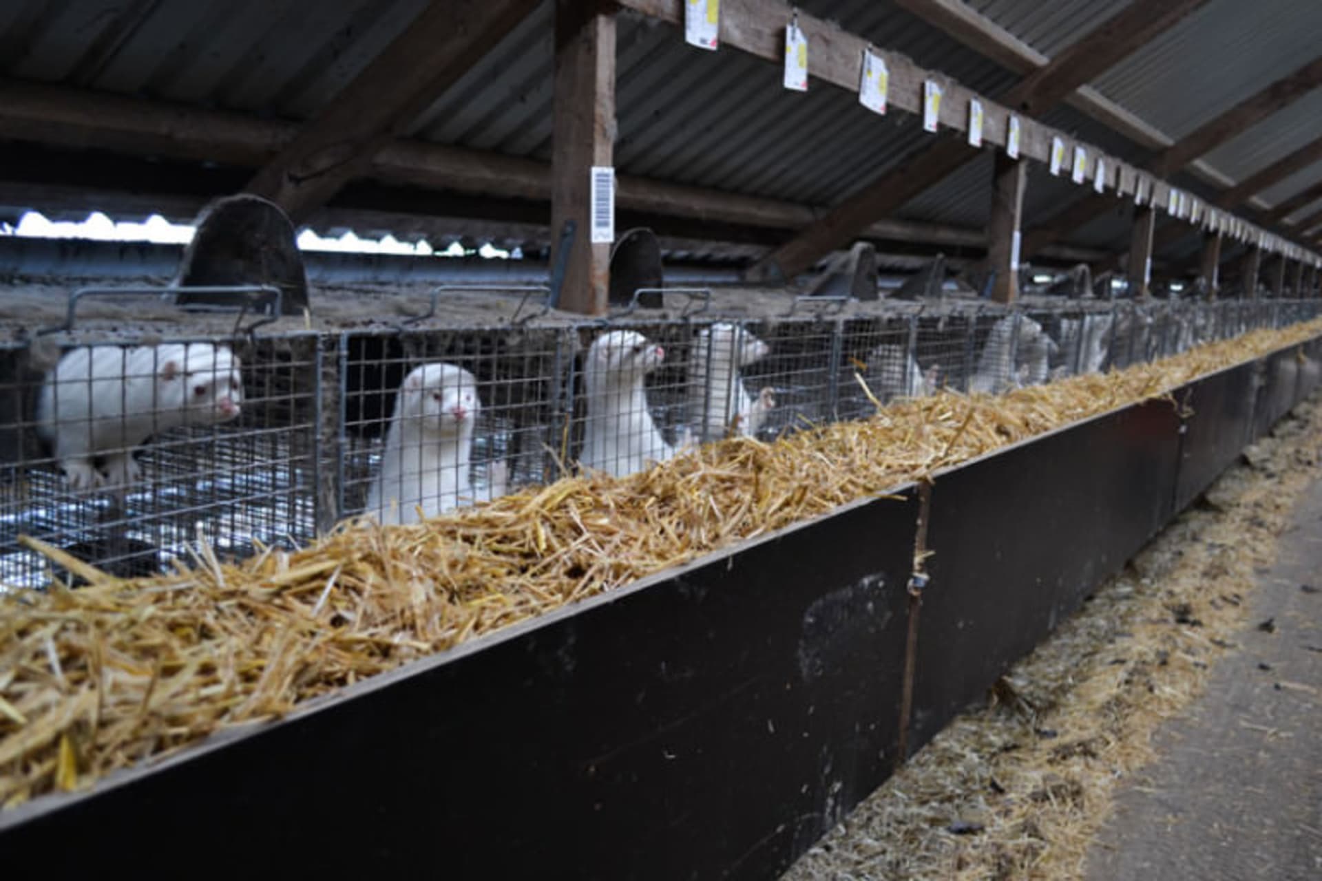Na dánských kožešinových farmách je drženo až sedmnáct milionů norků. Zdroj: Modern Farmer