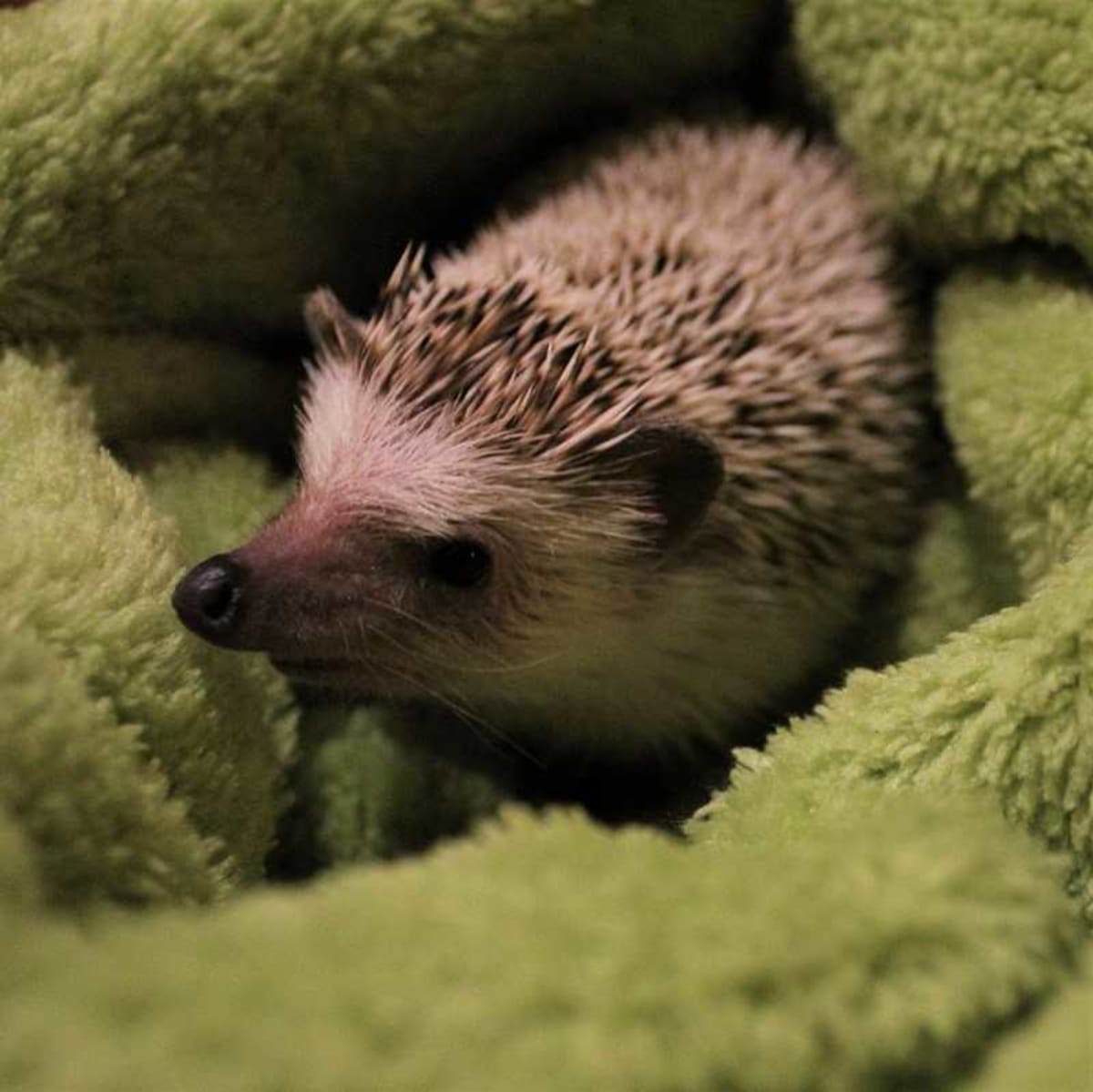Vendelín - ježek, který se v množírně zbláznil. Foto: Šťastný zvěřinec, z.s.
