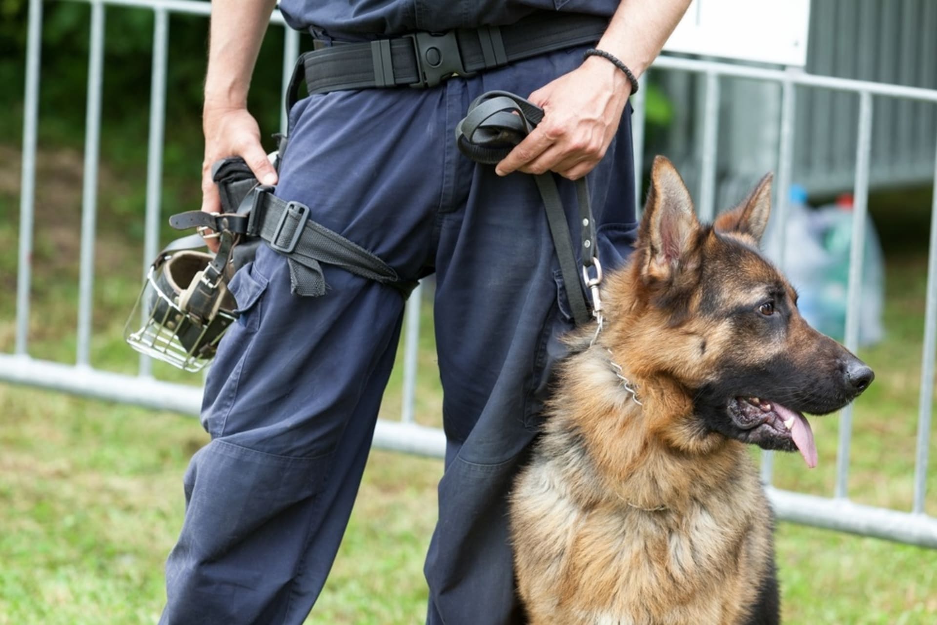 K dopadení pachatele pomohli cvičení policejní psi (ilustrační snímek).
