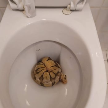 V záchodě se schovávala krajta královská