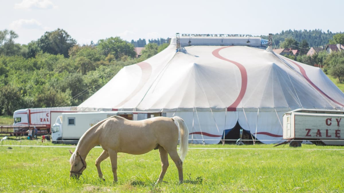 Cirkus s 60 zvířaty je kvůli covidu už rok na parkovišti v Belgii (ilustrační foto: Pixabay)