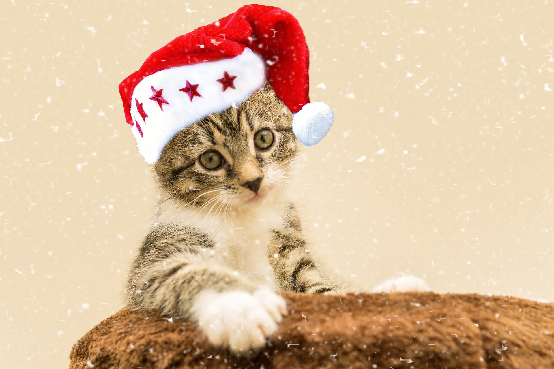 Kočka na Vánoce může přijít k úrazu víc než kdy jindy. 