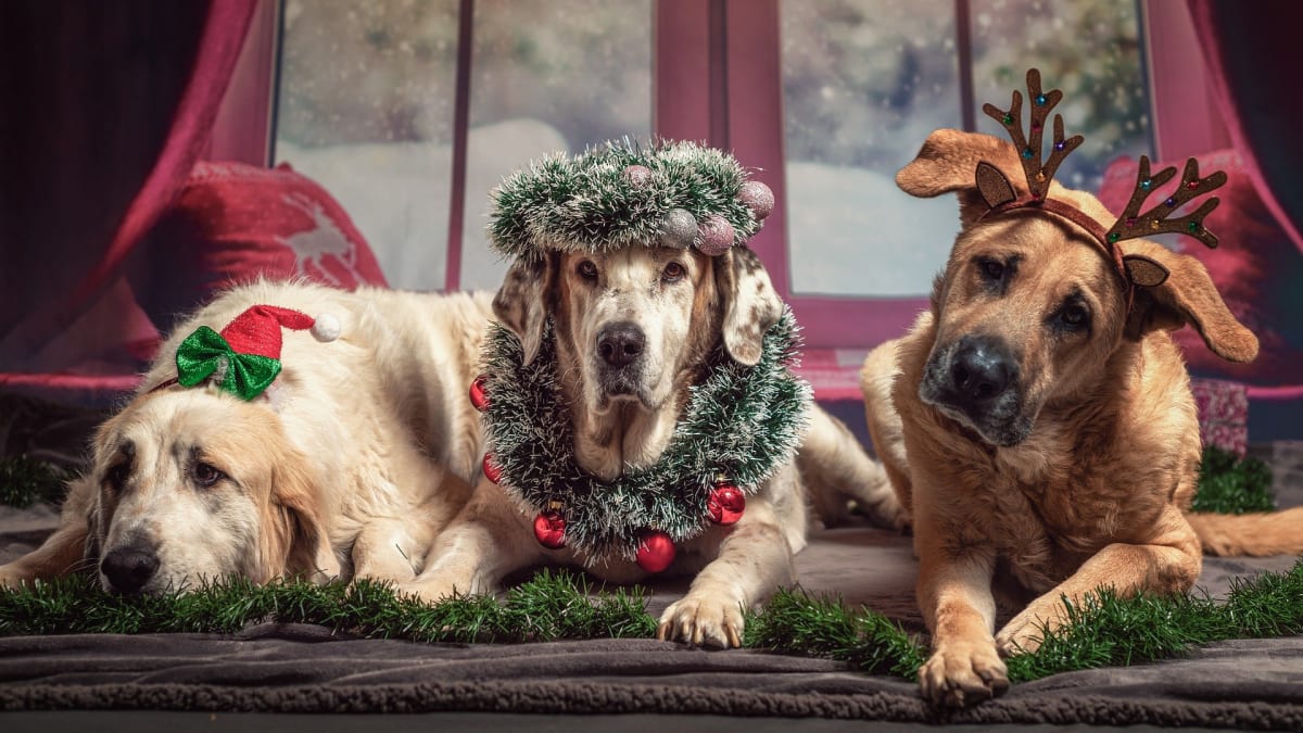 I tomu nejhodnějšímu psovi může o vánočních návštěvách dojít trpělivost a ožene se. Dopřejte mu klid.