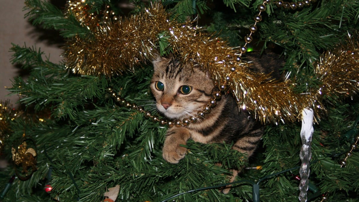 Pro kočky je třpytivý stromeček jako magnet. 