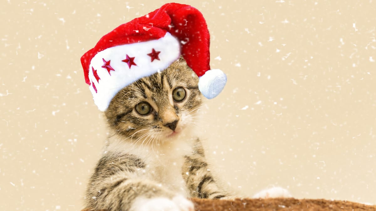 Kočka na Vánoce může přijít k úrazu víc než kdy jindy. 