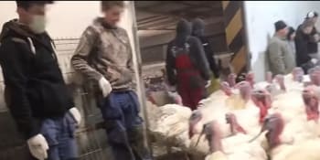 Záběry z drůbežárny v Česku zachycují facky a kopance, případ šetří veterina