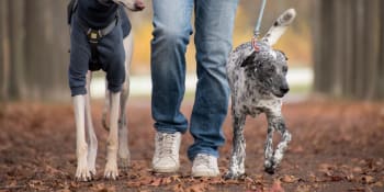 KOMENTÁŘ: Adopce psů ze zahraničí? Hádky nepomohou, nový domov ano
