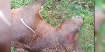 Zastřelený kůň s uřízlým uchem a vydloublým okem patřil skokance o tyči Baďurové 