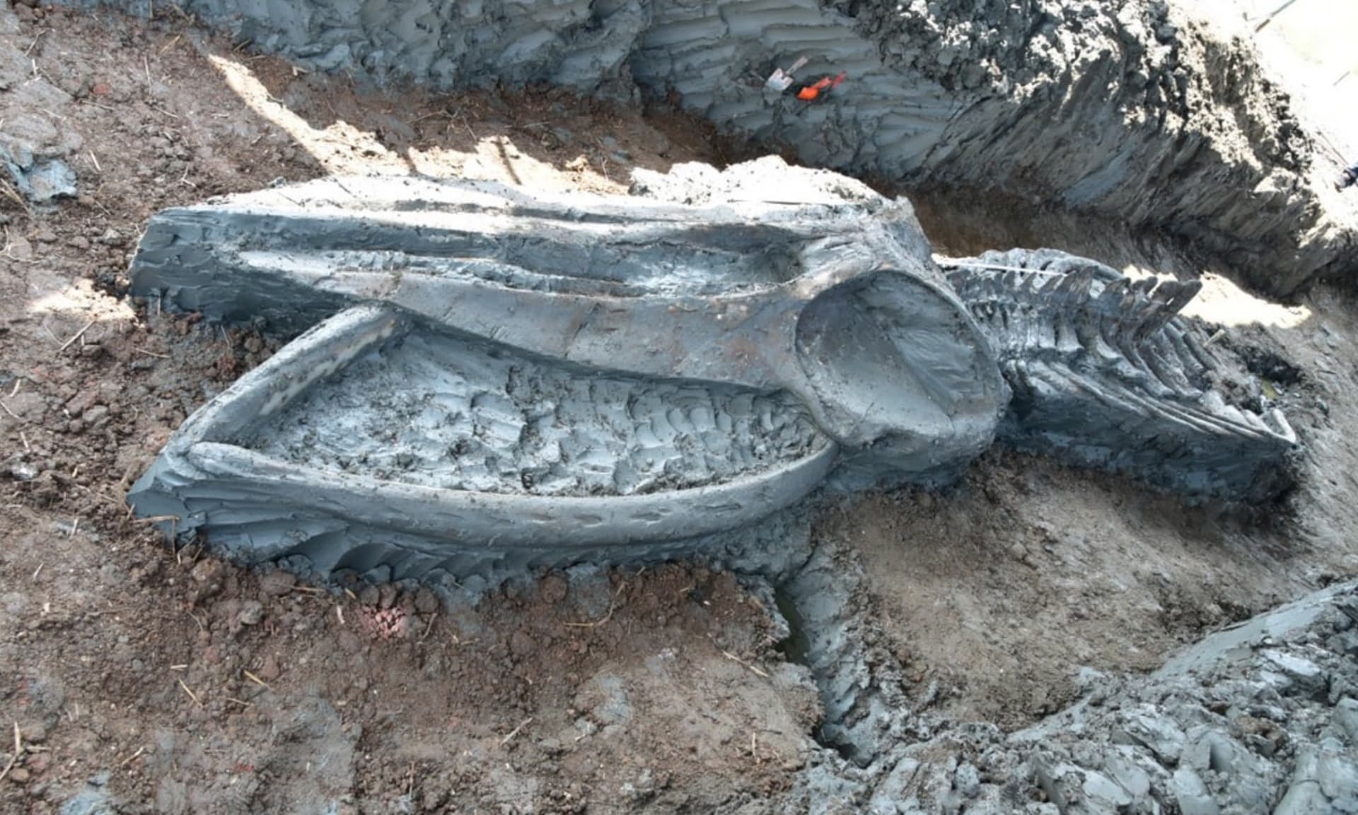 Zachovaná kostra velryby, kterou objevili vědci v Thajsku.