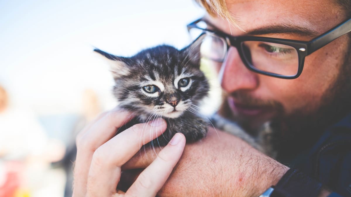 Kočky jsou samostatné. Ale mají své potřeby, které byste jim měli umožnit – pokud chcete mít doma spokojené a zdravé zvíře.
