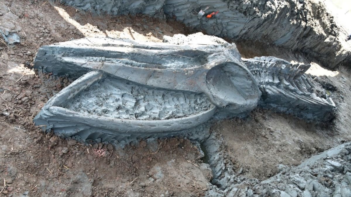 Zachovaná kostra velryby, kterou objevili vědci v Thajsku.
