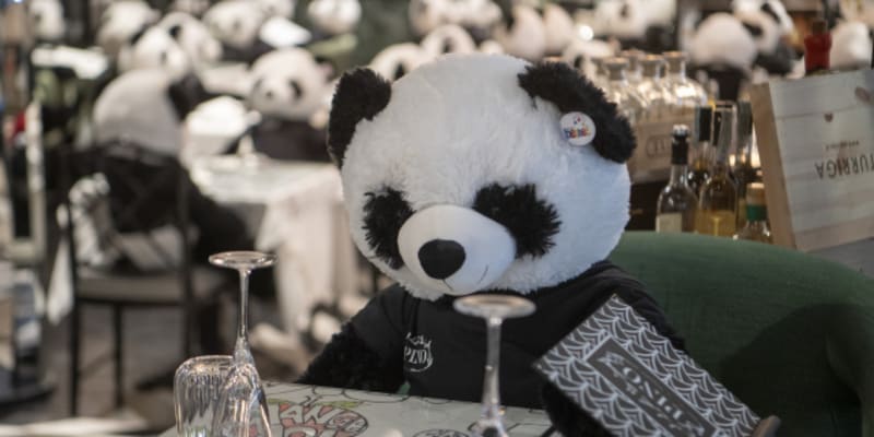 Majitel plánuje mít pandy v zařízení do doby, než bude moci otevřít.