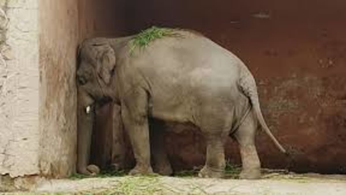 Kaavanovi přezdívali nejosamělejší slon světa. S tím je teď konec.